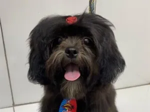 Cachorro raça SRD-ViraLata idade 2 a 6 meses nome Otto