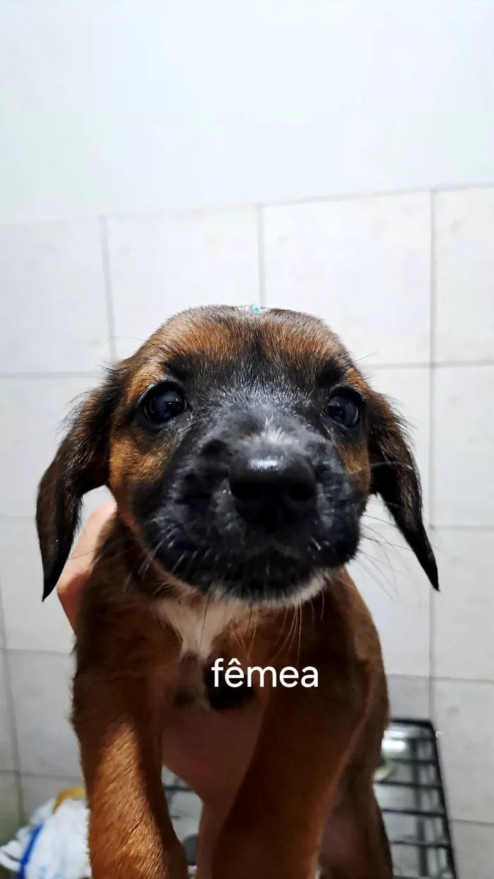 Cachorro raça SRD-ViraLata idade Abaixo de 2 meses nome ...