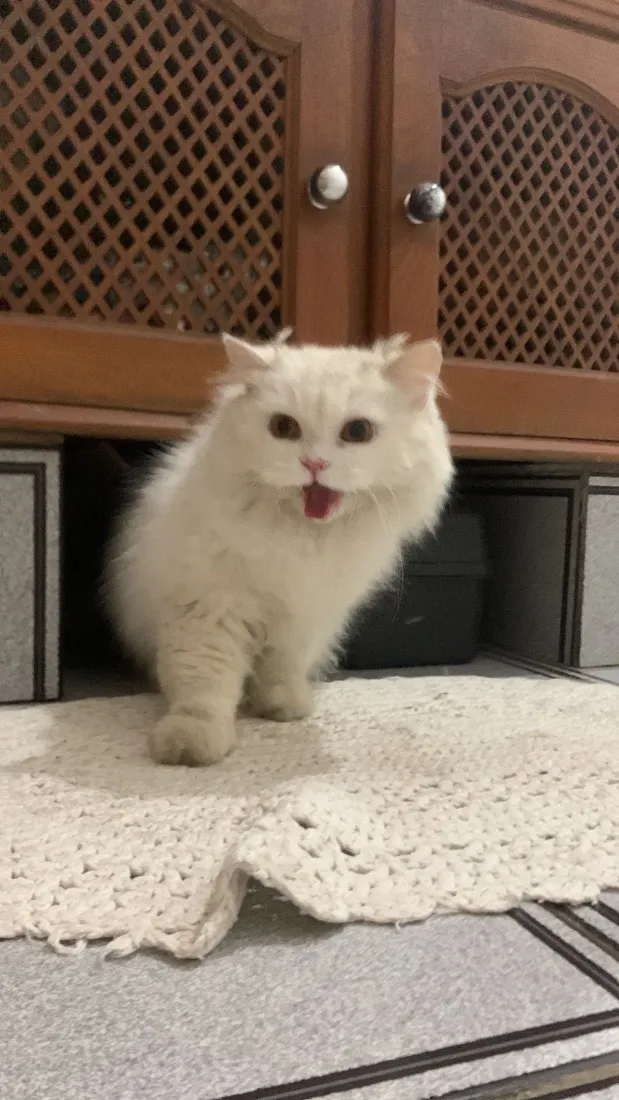 Gato raça SRD-ViraLata idade 5 anos nome Jorginho 