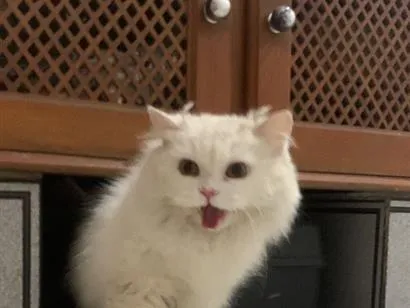 Gato raça SRD-ViraLata idade 5 anos nome Jorginho 