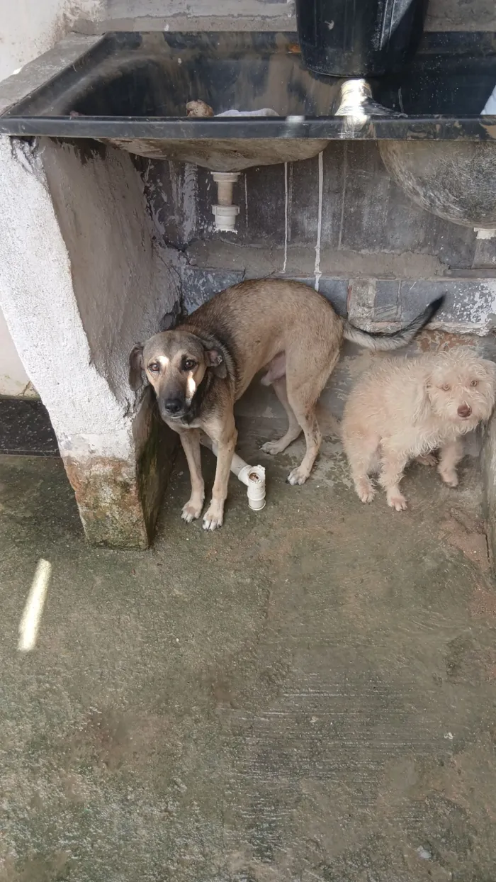 Cachorro raça SRD-ViraLata idade 2 a 6 meses nome pollyana e theo