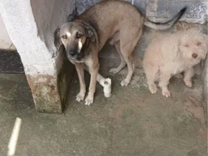 Cachorro raça SRD-ViraLata idade 2 a 6 meses nome pollyana e theo
