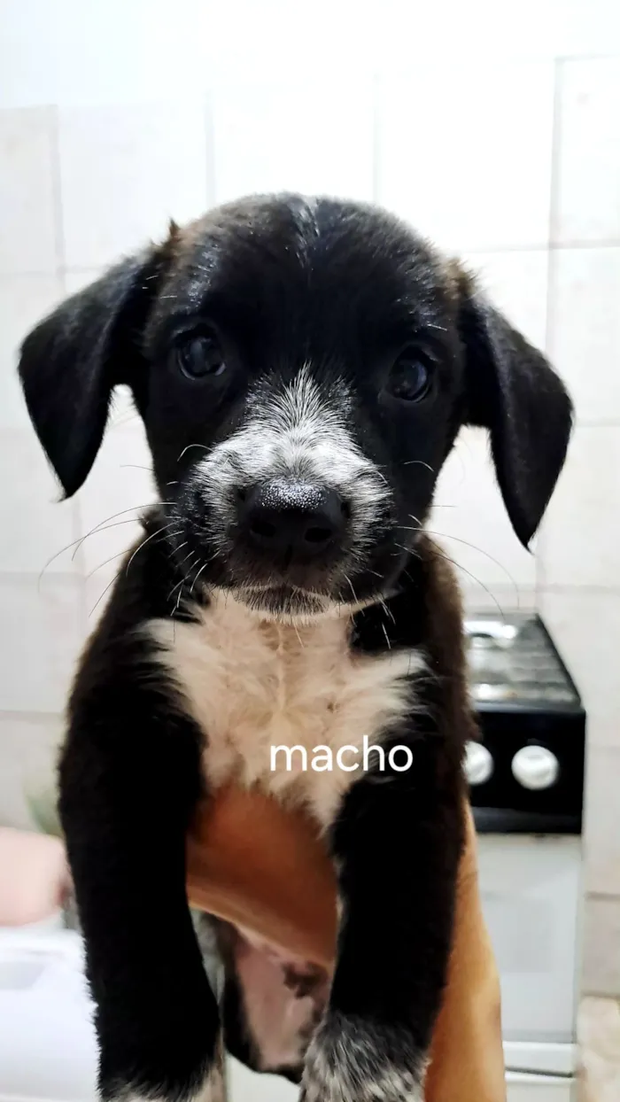 Cachorro raça SRD-ViraLata idade Abaixo de 2 meses nome ......