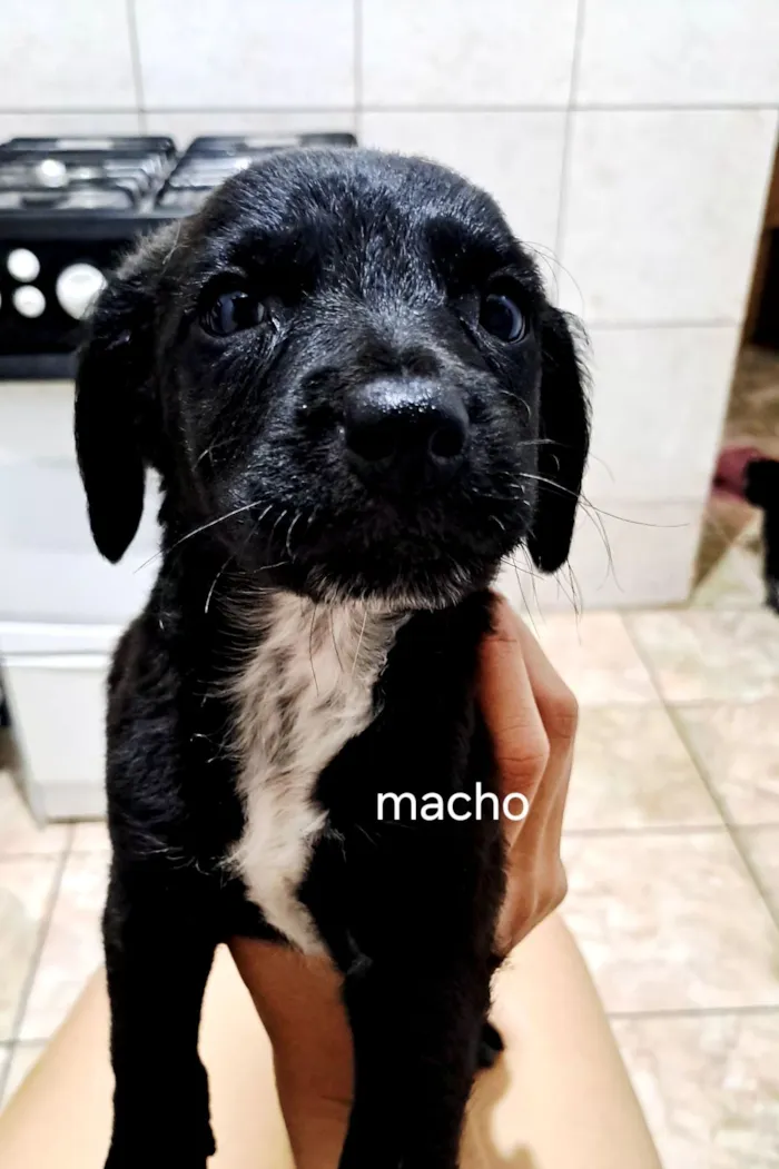 Cachorro raça SRD-ViraLata idade Abaixo de 2 meses nome sem nome