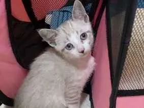 Gato raça SRD-ViraLata idade 2 a 6 meses nome Não tem 