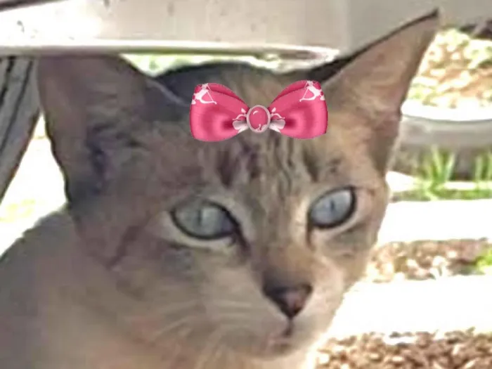 Gato raça SRD-ViraLata idade 2 a 6 meses nome Bia 
