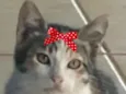 Belinha 
