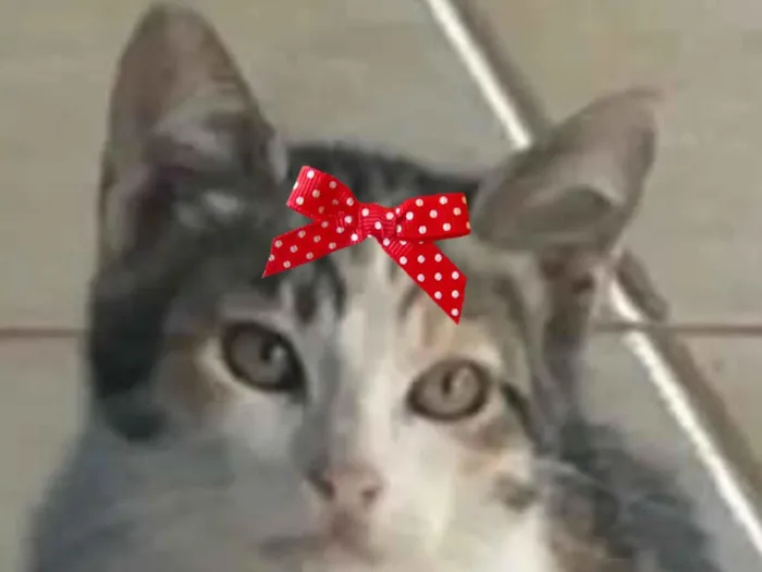 Gato raça SRD-ViraLata idade 2 a 6 meses nome Belinha 