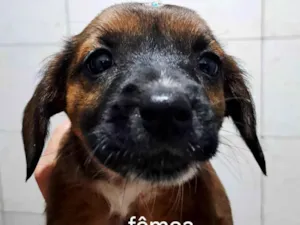 Cachorro raça SRD-ViraLata idade Abaixo de 2 meses nome ...