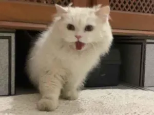Gato raça SRD-ViraLata idade 5 anos nome Jorginho 