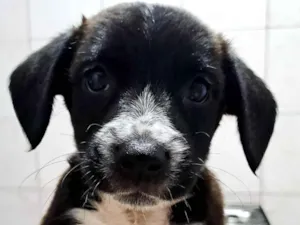 Cachorro raça SRD-ViraLata idade Abaixo de 2 meses nome ......