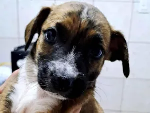 Cachorro raça SRD-ViraLata idade Abaixo de 2 meses nome sem nome