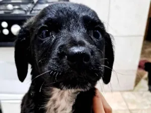 Cachorro raça SRD-ViraLata idade Abaixo de 2 meses nome sem nome