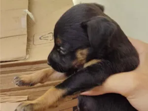Cachorro raça SRD-ViraLata idade Abaixo de 2 meses nome sem nome