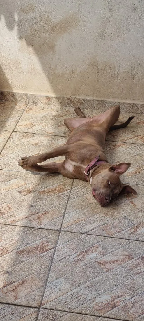 Cachorro raça Pit-Bull idade 7 a 11 meses nome Zoey