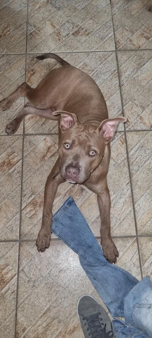 Cachorro raça Pit-Bull idade 7 a 11 meses nome Zoey