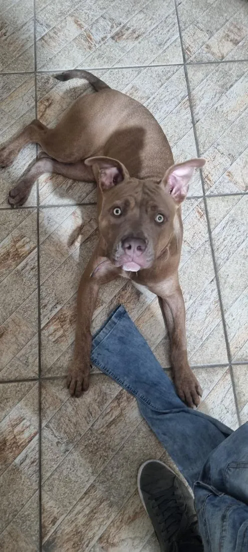 Cachorro raça Pit-Bull idade 7 a 11 meses nome Zoey