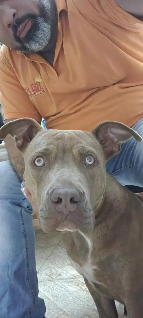 Cachorro raça Pit-Bull idade 7 a 11 meses nome Zoey