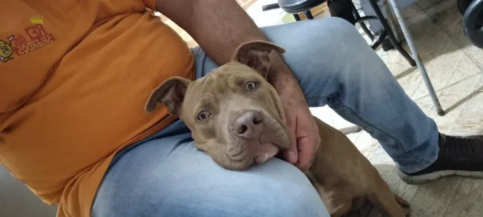 Cachorro raça Pit-Bull idade 7 a 11 meses nome Zoey