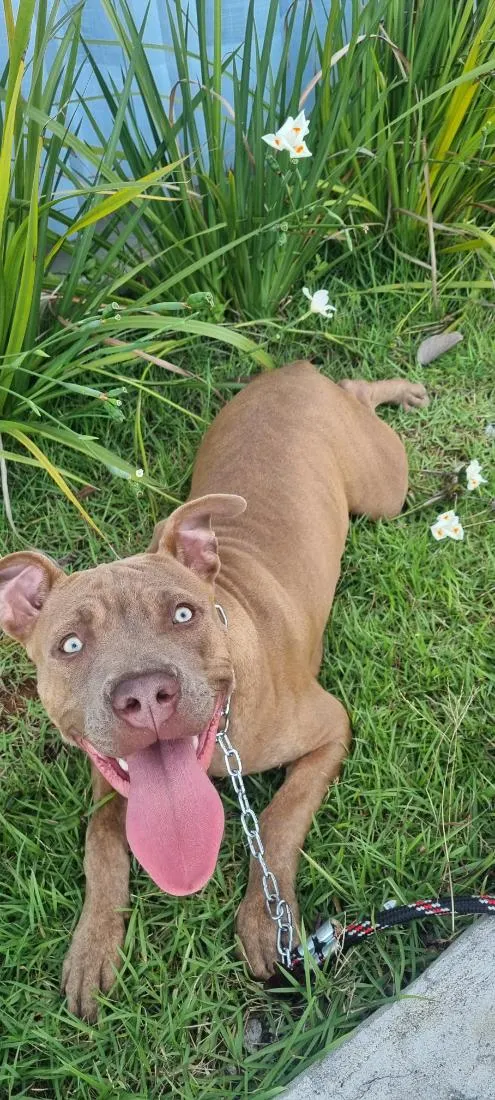 Cachorro raça Pit-Bull idade 7 a 11 meses nome Zoey