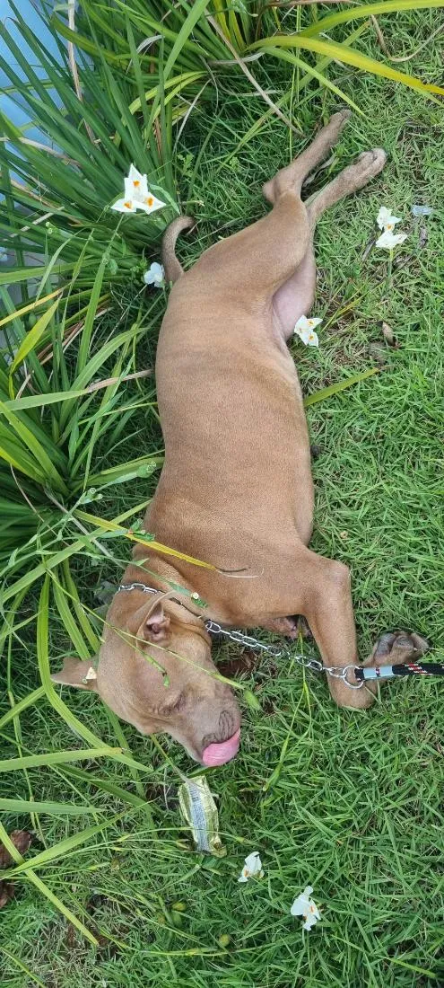 Cachorro raça Pit-Bull idade 7 a 11 meses nome Zoey