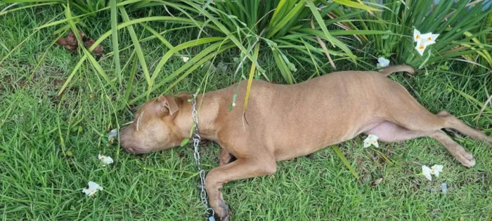 Cachorro raça Pit-Bull idade 7 a 11 meses nome Zoey