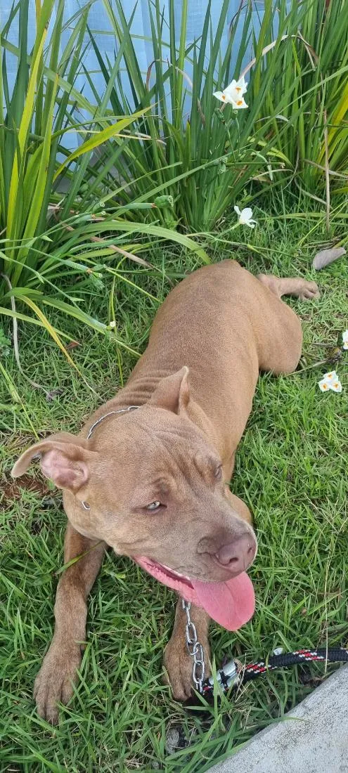 Cachorro raça Pit-Bull idade 7 a 11 meses nome Zoey