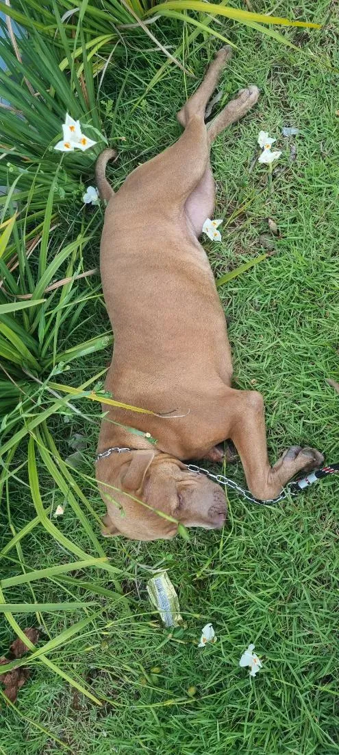 Cachorro raça Pit-Bull idade 7 a 11 meses nome Zoey