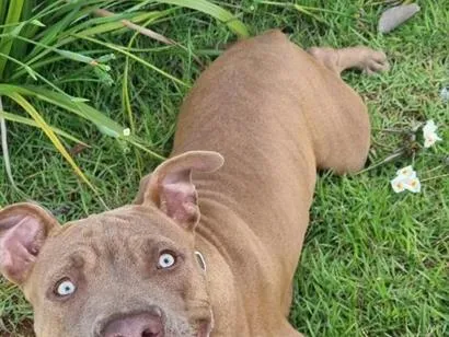 Cachorro raça Pit-Bull idade 7 a 11 meses nome Zoey