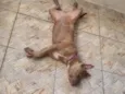 Zoey