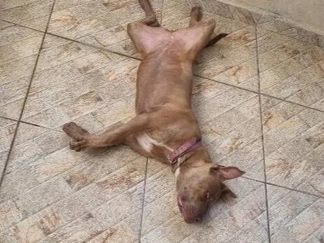 Cachorro raça Pit-Bull idade 7 a 11 meses nome Zoey