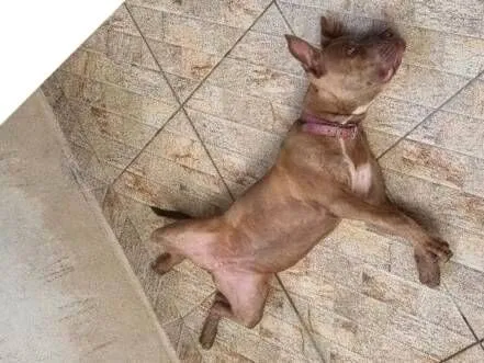 Cachorro raça Pit-Bull idade 7 a 11 meses nome Zoey