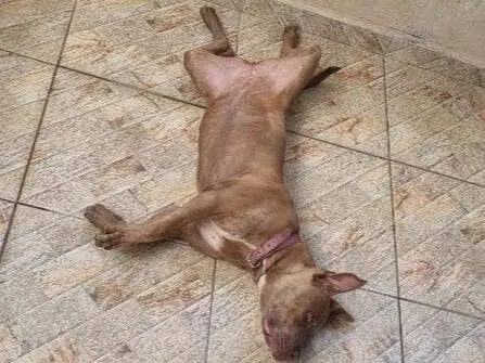 Cachorro raça Pit-Bull idade 7 a 11 meses nome Zoey