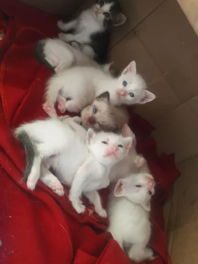 Gato raça Siamês idade Abaixo de 2 meses nome mimi 