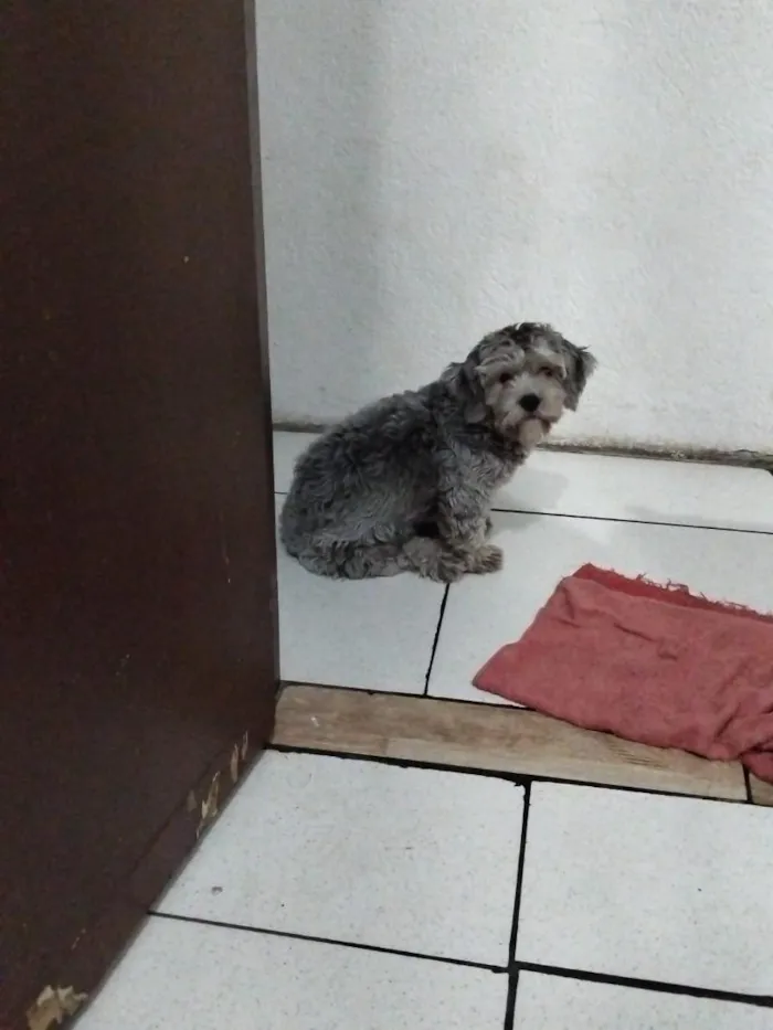 Cachorro raça SRD-ViraLata idade 7 a 11 meses nome amora 