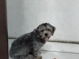 Cachorro raça SRD-ViraLata idade 7 a 11 meses nome amora 