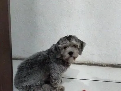 Cachorro raça SRD-ViraLata idade 7 a 11 meses nome amora 