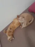 Cláudio e Lilo