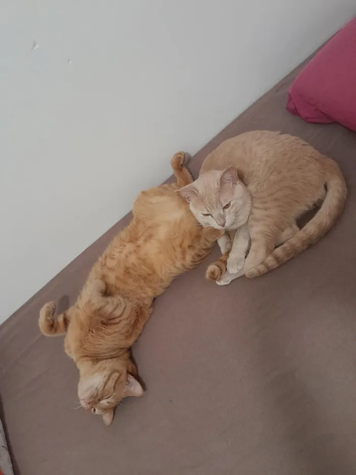 Gato raça SRD-ViraLata idade 1 ano nome Cláudio e Lilo