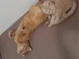Cláudio e Lilo