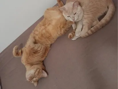 Gato raça SRD-ViraLata idade 1 ano nome Cláudio e Lilo