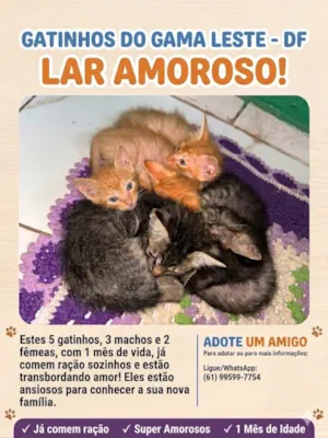 Gato raça SRD-ViraLata idade 2 a 6 meses nome Até então estão sem nomes 