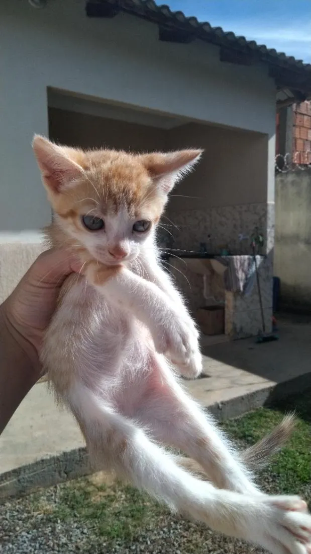 Gato raça SRD-ViraLata idade Abaixo de 2 meses nome Sem nome