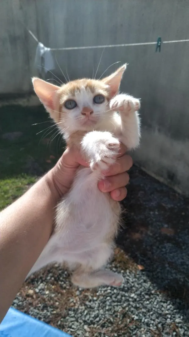 Gato raça SRD-ViraLata idade Abaixo de 2 meses nome Sem nome