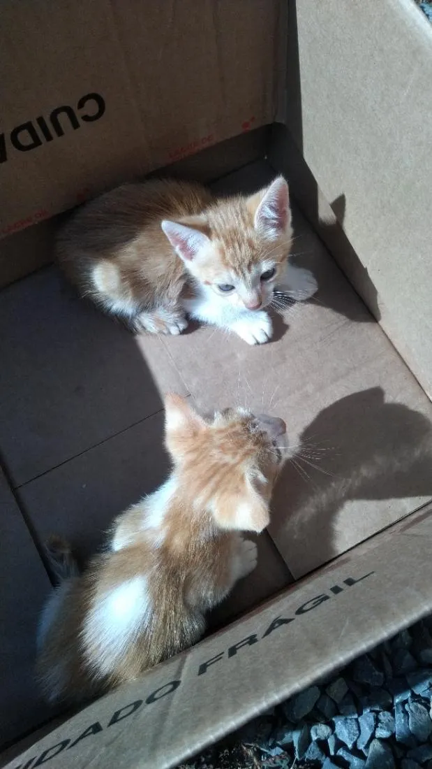 Gato raça SRD-ViraLata idade Abaixo de 2 meses nome Sem nome