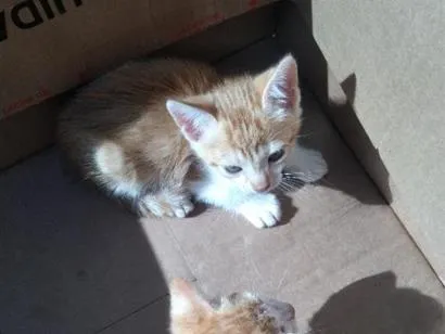Gato raça SRD-ViraLata idade Abaixo de 2 meses nome Sem nome