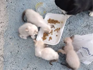Gato raça SRD-ViraLata idade Abaixo de 2 meses nome Gatos de Rua