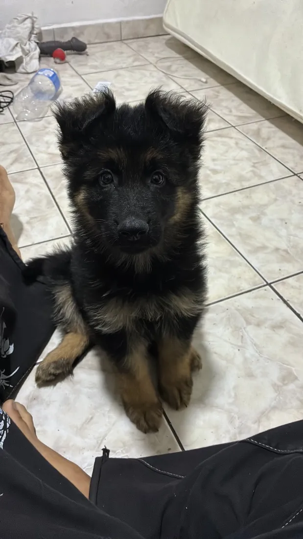 Cachorro raça Pastor Alemão idade 2 a 6 meses nome Nero