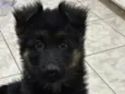 Nero