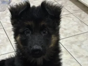 Cachorro raça Pastor Alemão idade 2 a 6 meses nome Nero